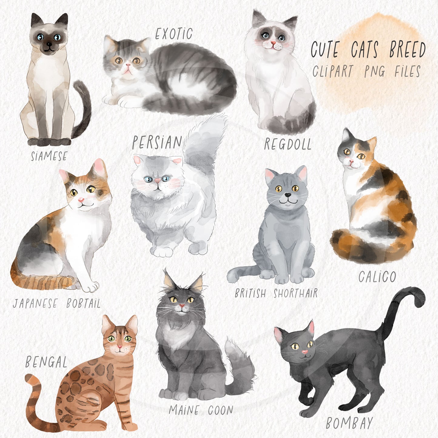 Cute cats breed clipart , seamless Pattern design, Hand drawn clipart, Instant Download PNG file - 300 dpi