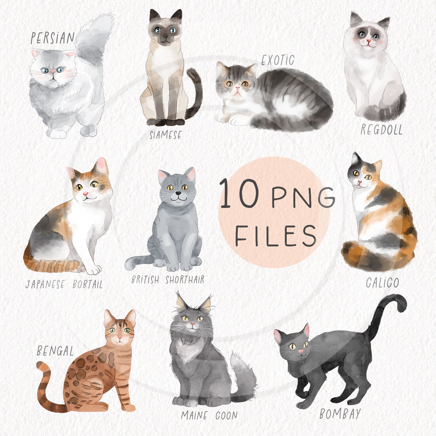 Cute cats breed clipart , seamless Pattern design, Hand drawn clipart, Instant Download PNG file - 300 dpi