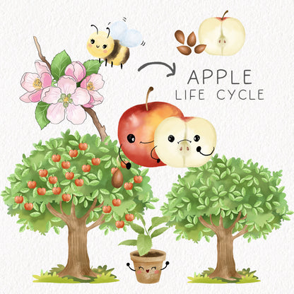 Apple Life Cycle Clip Art ,PNG files 300 dpi.