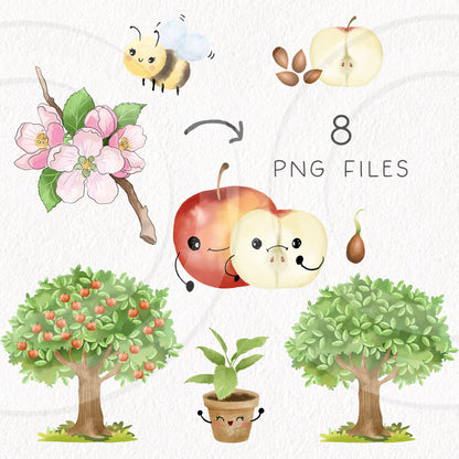 Apple Life Cycle Clip Art ,PNG files 300 dpi.