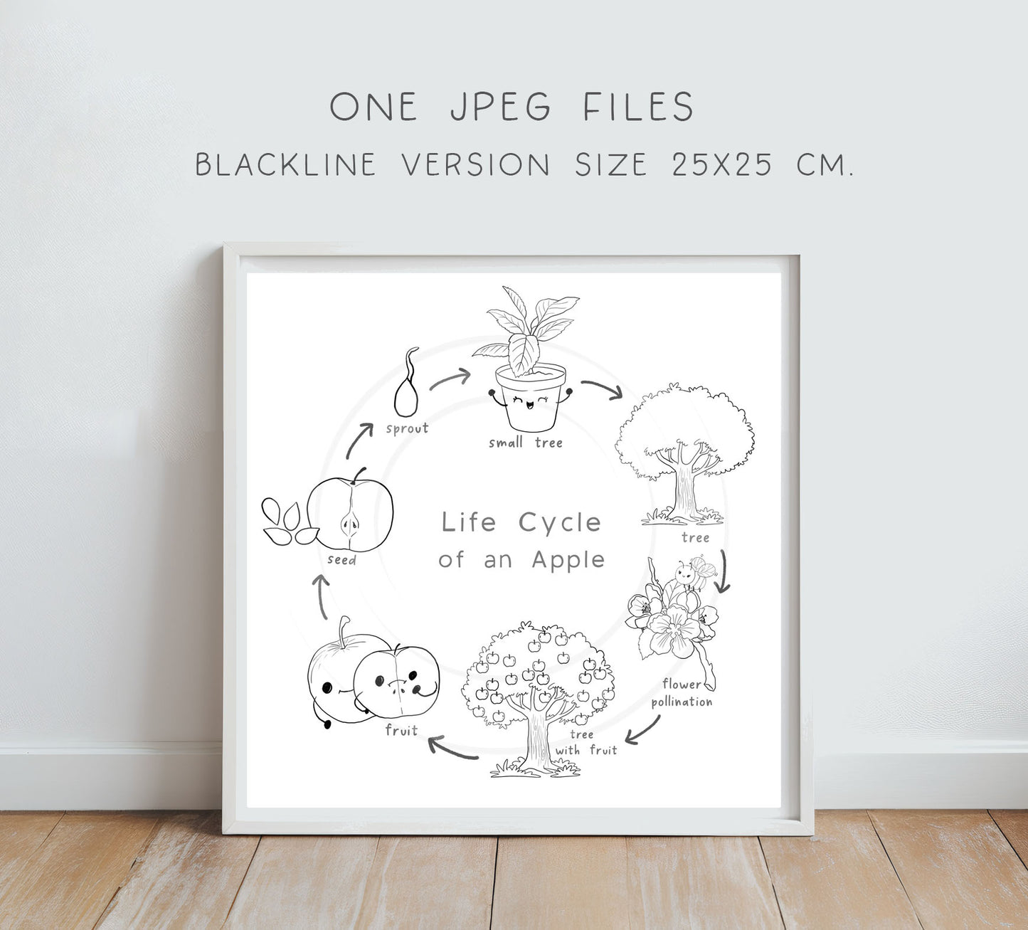 Apple Life Cycle Clip Art ,PNG files 300 dpi.