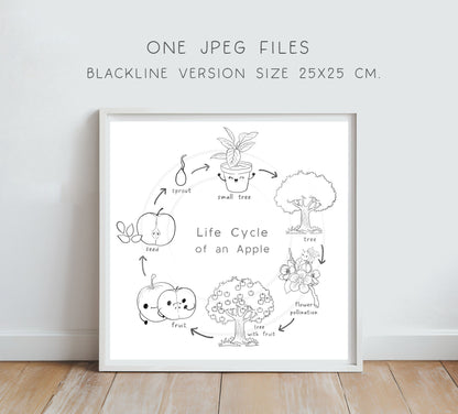Apple Life Cycle Clip Art ,PNG files 300 dpi.