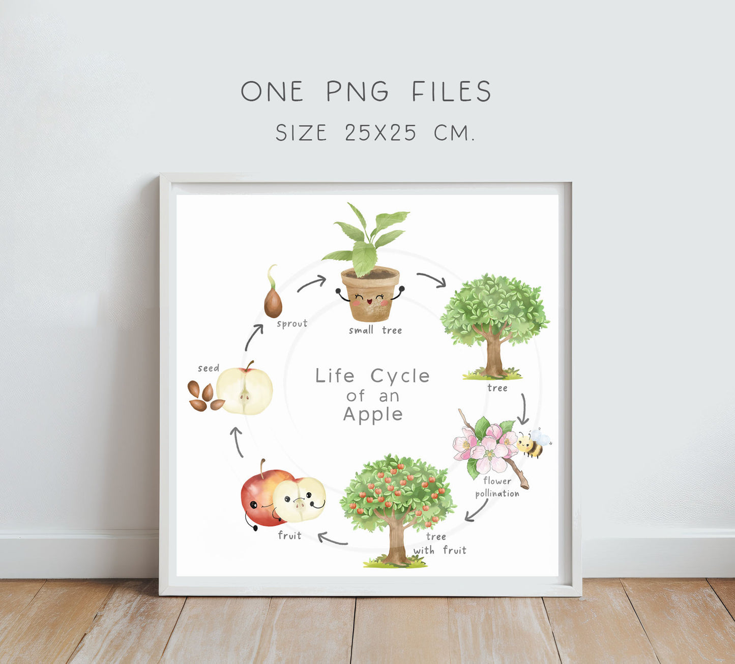 Apple Life Cycle Clip Art ,PNG files 300 dpi.