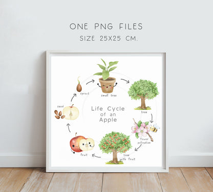 Apple Life Cycle Clip Art ,PNG files 300 dpi.