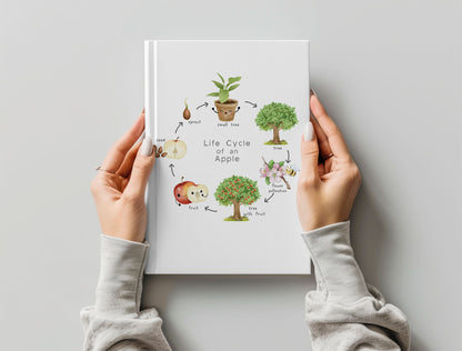 Apple Life Cycle Clip Art ,PNG files 300 dpi.
