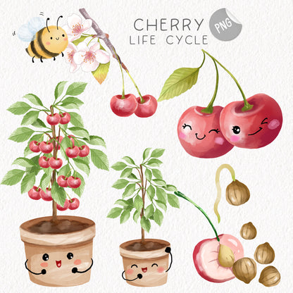 Cherry Life Cycle Clip Art ,PNG files 300 dpi.