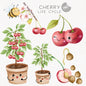 Cherry Life Cycle Clip Art ,PNG files 300 dpi.