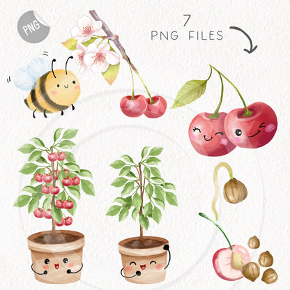 Cherry Life Cycle Clip Art ,PNG files 300 dpi.