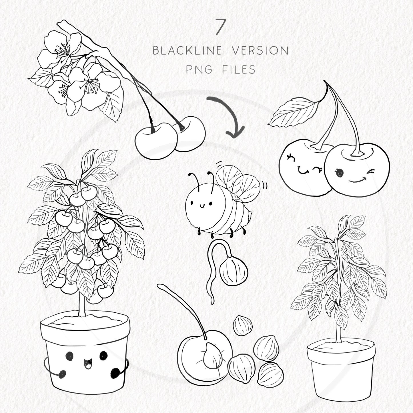 Cherry Life Cycle Clip Art ,PNG files 300 dpi.