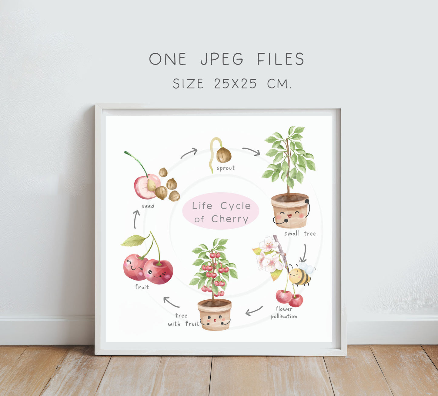 Cherry Life Cycle Clip Art ,PNG files 300 dpi.