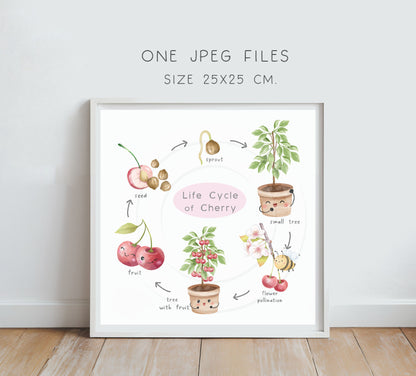 Cherry Life Cycle Clip Art ,PNG files 300 dpi.