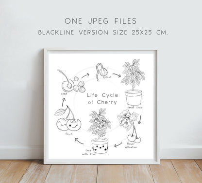 Cherry Life Cycle Clip Art ,PNG files 300 dpi.