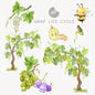 Grape Life Cycle Clip Art ,PNG files 300 dpi..