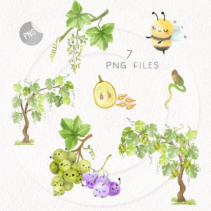 Grape Life Cycle Clip Art ,PNG files 300 dpi..