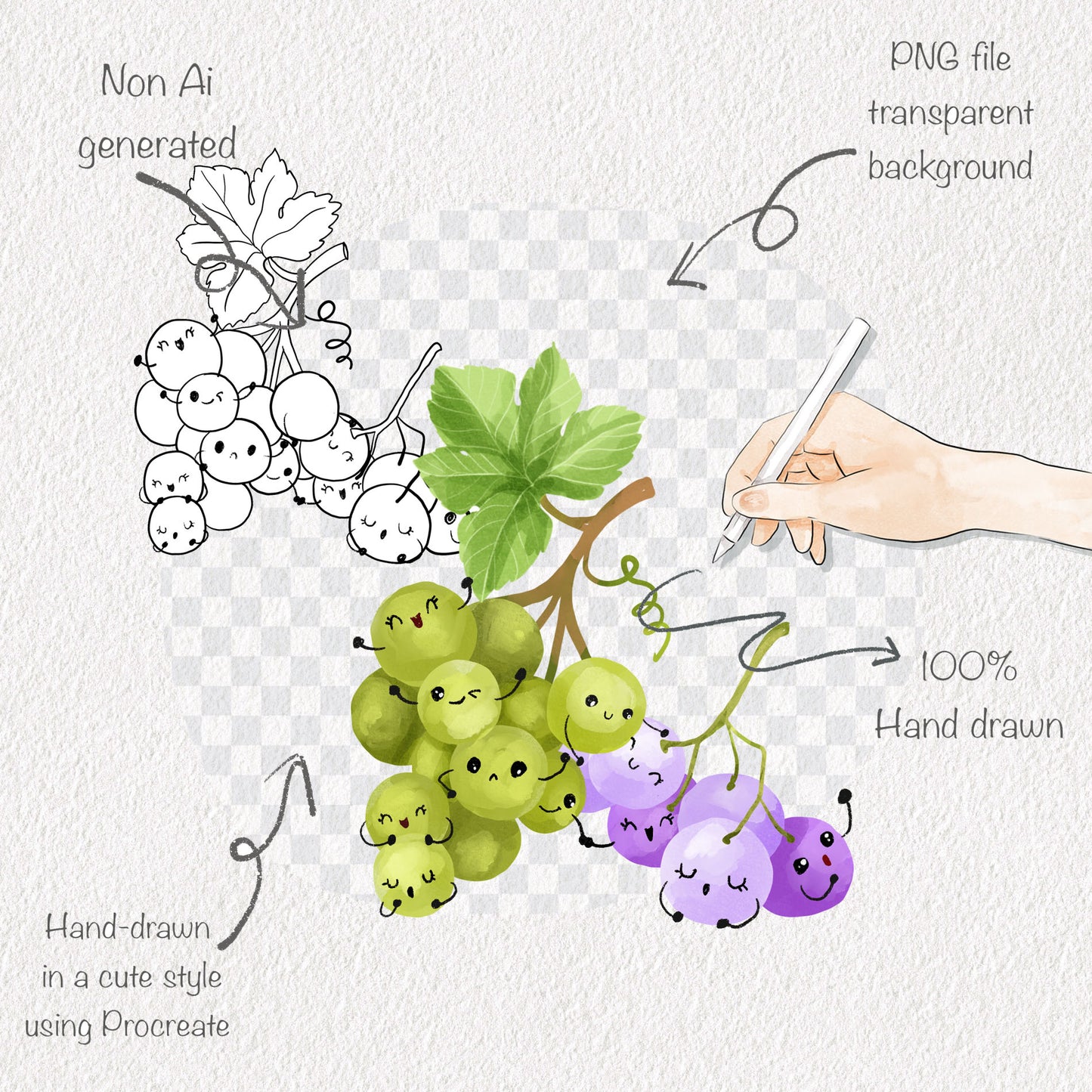 Grape Life Cycle Clip Art ,PNG files 300 dpi..