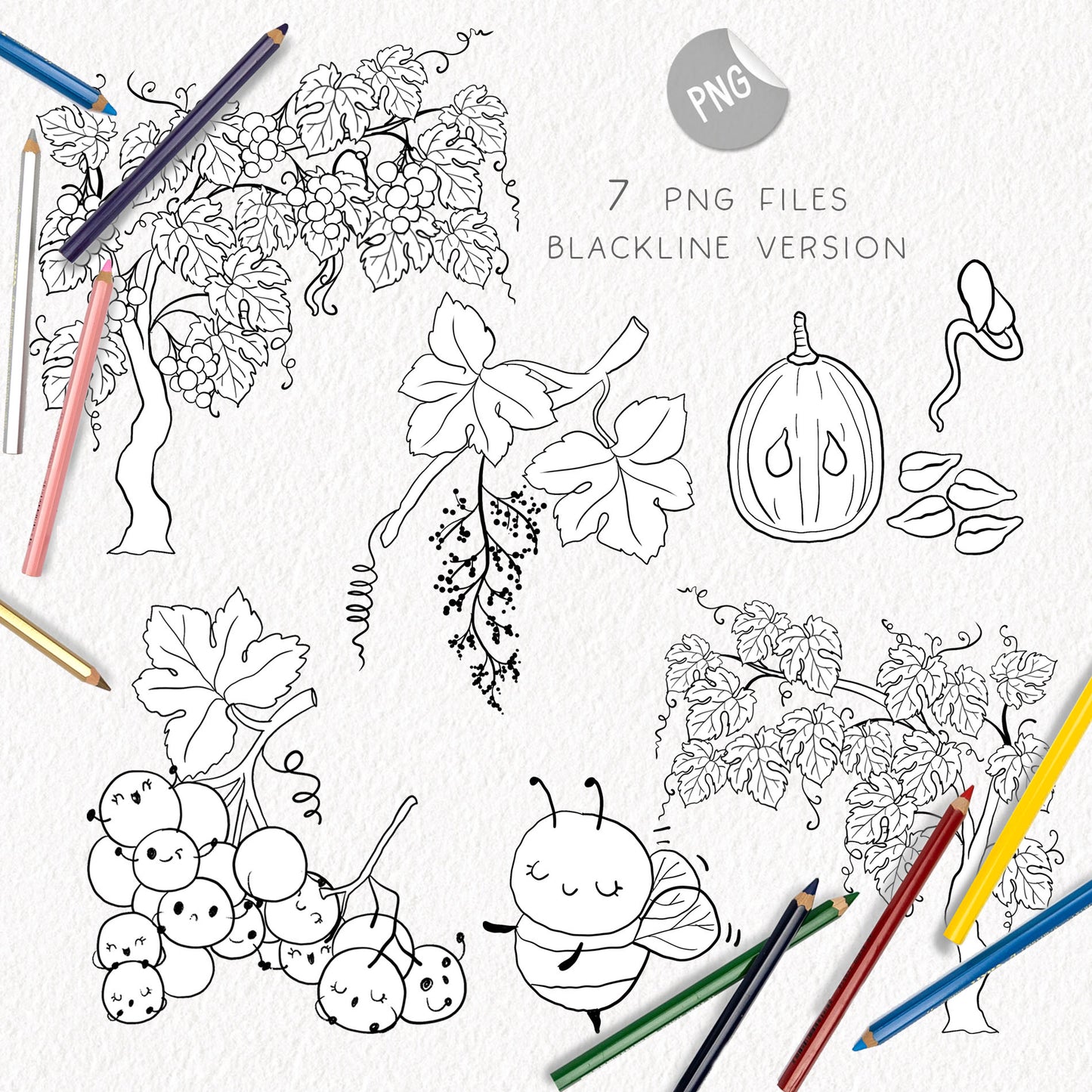 Grape Life Cycle Clip Art ,PNG files 300 dpi..