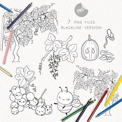 Grape Life Cycle Clip Art ,PNG files 300 dpi..