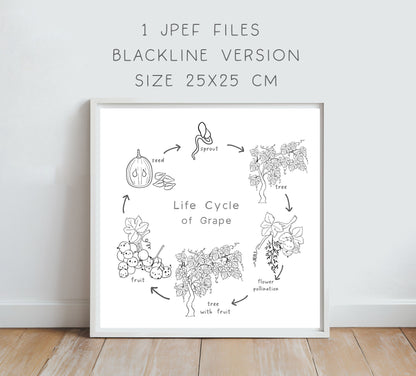 Grape Life Cycle Clip Art ,PNG files 300 dpi..