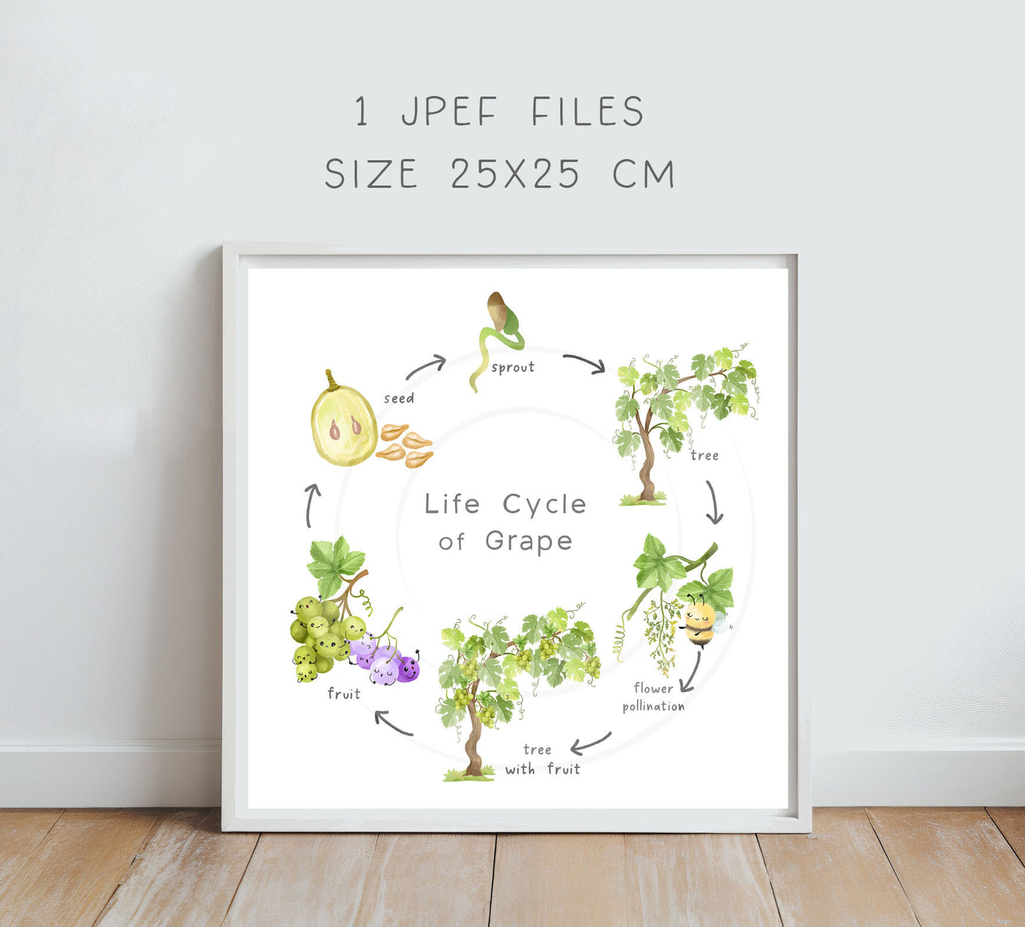 Grape Life Cycle Clip Art ,PNG files 300 dpi..