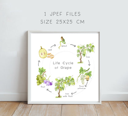 Grape Life Cycle Clip Art ,PNG files 300 dpi..