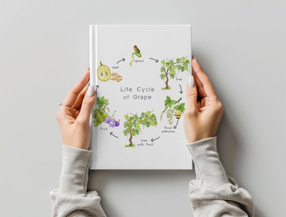 Grape Life Cycle Clip Art ,PNG files 300 dpi..