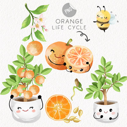 Orange Life Cycle Clip Art ,PNG files 300 dpi.