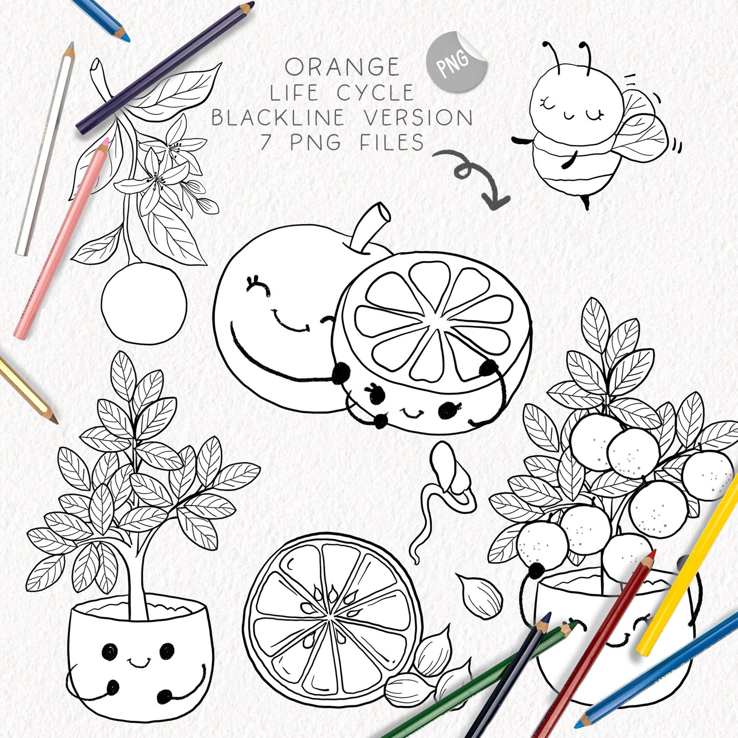 Orange Life Cycle Clip Art ,PNG files 300 dpi.