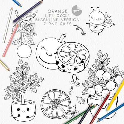 Orange Life Cycle Clip Art ,PNG files 300 dpi.
