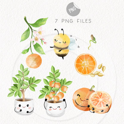 Orange Life Cycle Clip Art ,PNG files 300 dpi.