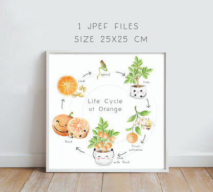 Orange Life Cycle Clip Art ,PNG files 300 dpi.
