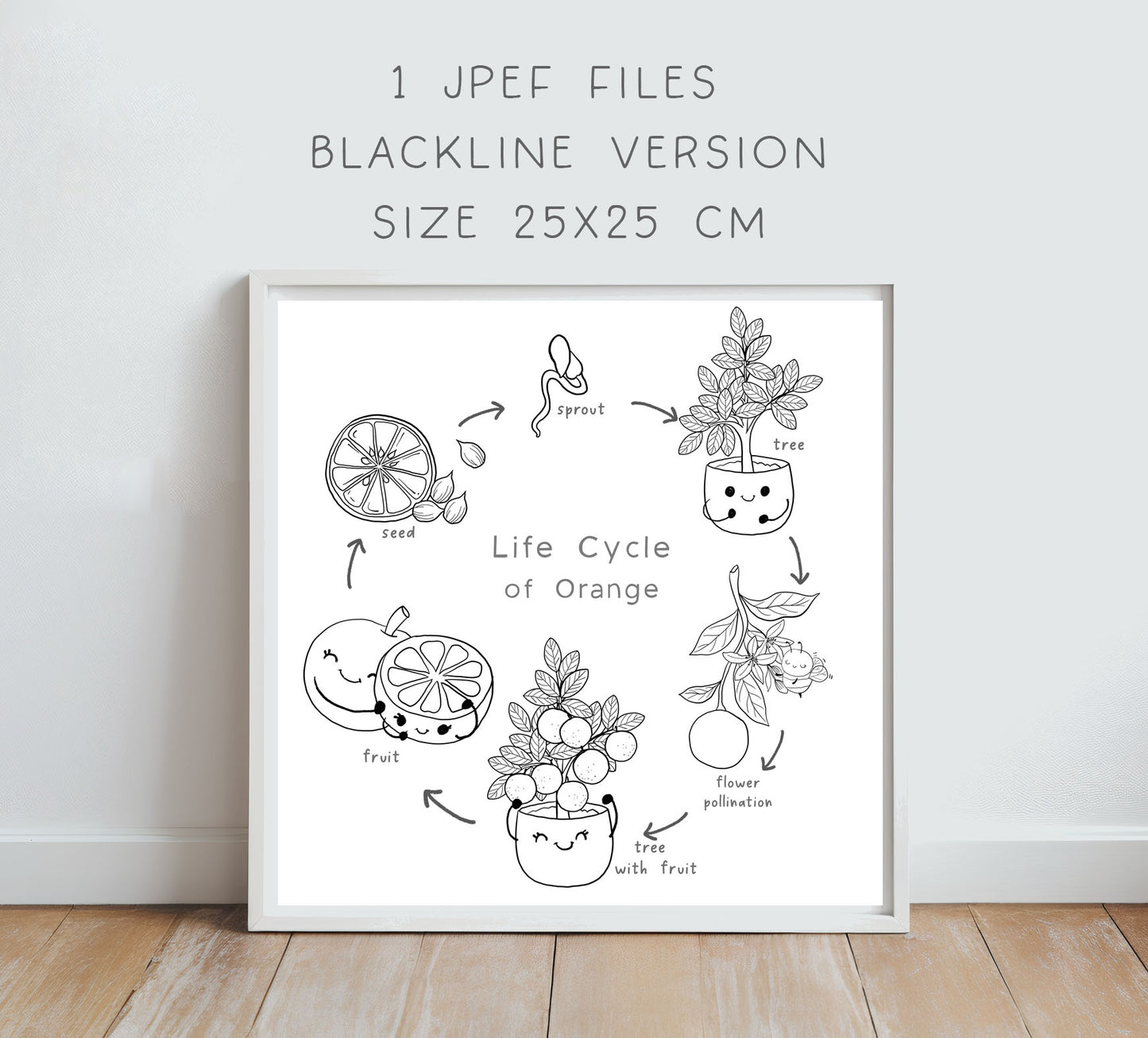 Orange Life Cycle Clip Art ,PNG files 300 dpi.