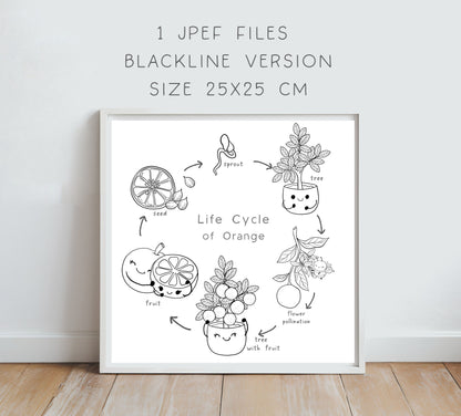 Orange Life Cycle Clip Art ,PNG files 300 dpi.