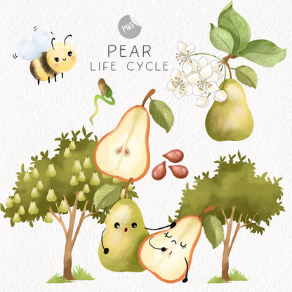 Pear fruit Life Cycle Clip Art ,PNG files 300 dpi.