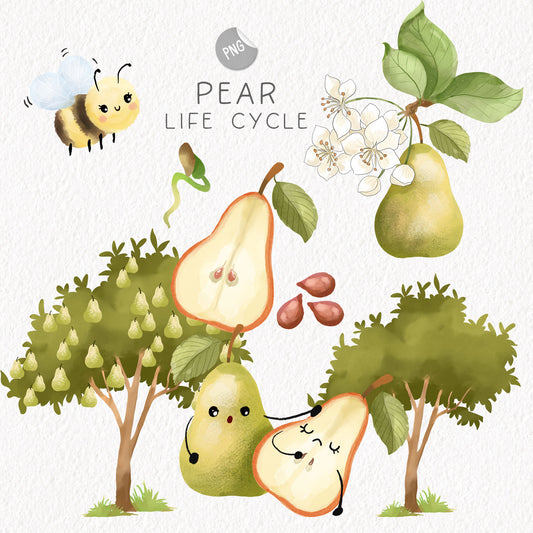 Pear fruit Life Cycle Clip Art ,PNG files 300 dpi.