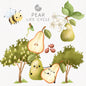 Pear fruit Life Cycle Clip Art ,PNG files 300 dpi.