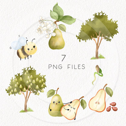 Pear fruit Life Cycle Clip Art ,PNG files 300 dpi.