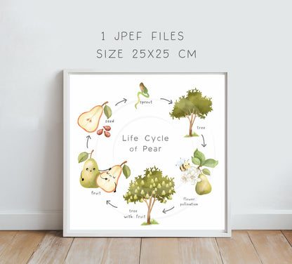 Pear fruit Life Cycle Clip Art ,PNG files 300 dpi.