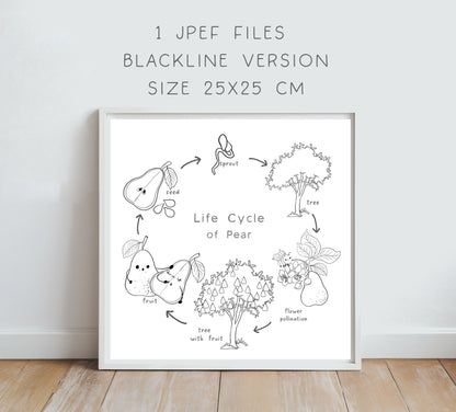 Pear fruit Life Cycle Clip Art ,PNG files 300 dpi.