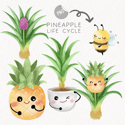 pineapple fruit Life Cycle Clip Art ,PNG files 300 dpi.