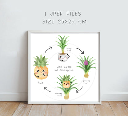 pineapple fruit Life Cycle Clip Art ,PNG files 300 dpi.