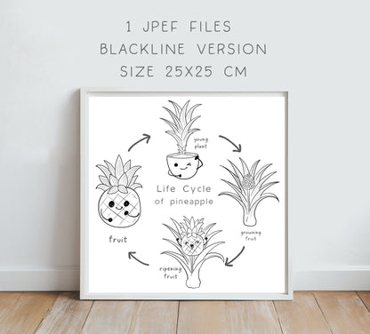 pineapple fruit Life Cycle Clip Art ,PNG files 300 dpi.