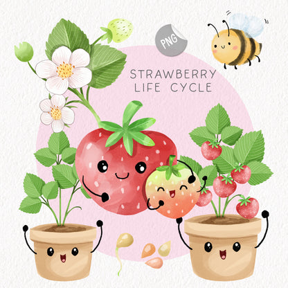 Strawberry fruit Life Cycle Clip Art ,PNG files 300 dpi.
