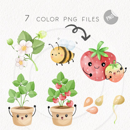 Strawberry fruit Life Cycle Clip Art ,PNG files 300 dpi.