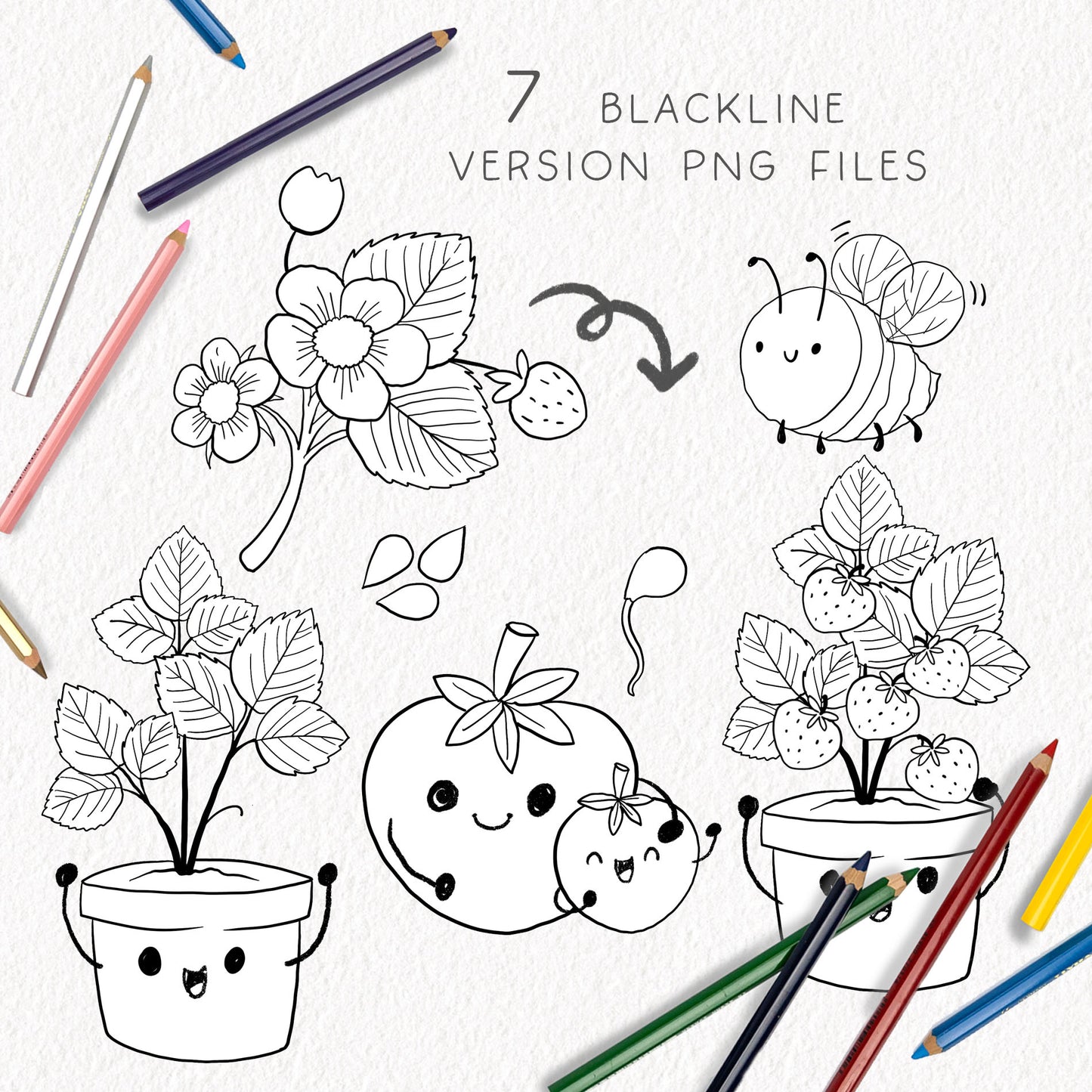 Strawberry fruit Life Cycle Clip Art ,PNG files 300 dpi.