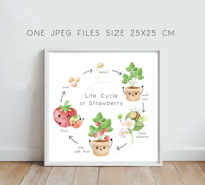 Strawberry fruit Life Cycle Clip Art ,PNG files 300 dpi.