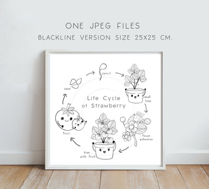 Strawberry fruit Life Cycle Clip Art ,PNG files 300 dpi.