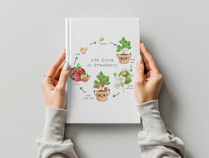 Strawberry fruit Life Cycle Clip Art ,PNG files 300 dpi.